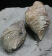 Pair Of Fossil Brachiopods (Platystrophia) - Indiana #25998-1